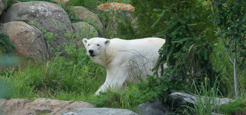 Polar bear in Zoo tundra habitat