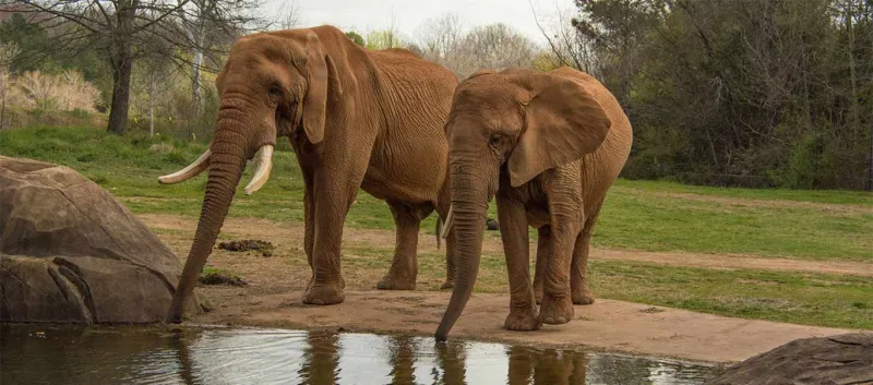 Two Elephants stand together with their trunks dipping into a small pond with large rocks on its shoreline. A grassy field and a line of trees are visible in the background.