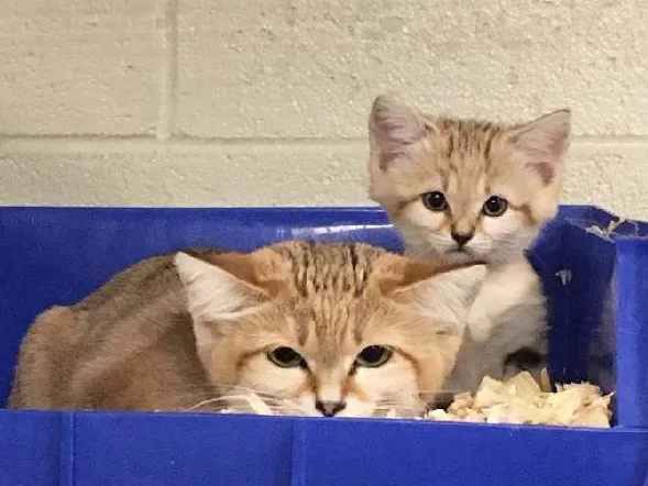 Sand cats Najma and kitten Layla