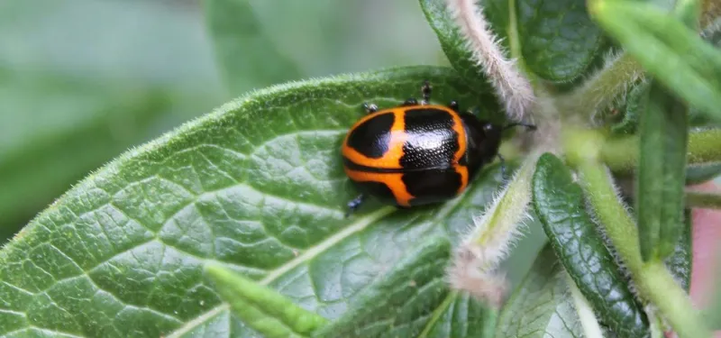 swamp milkweed leaf beetle
