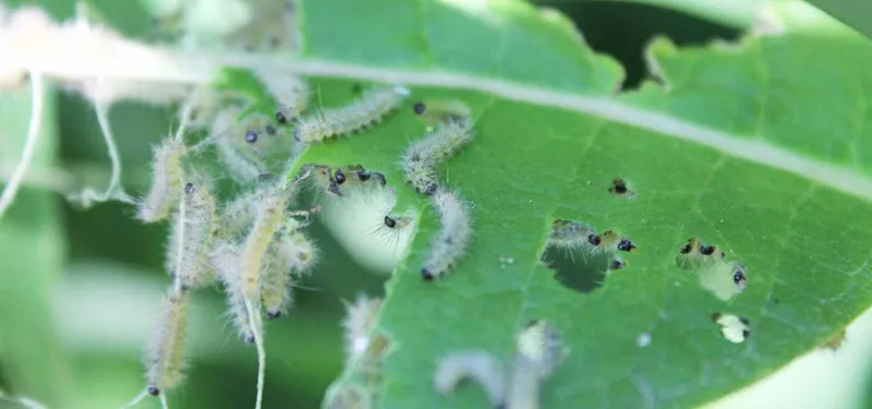 tiger moth caterpillars