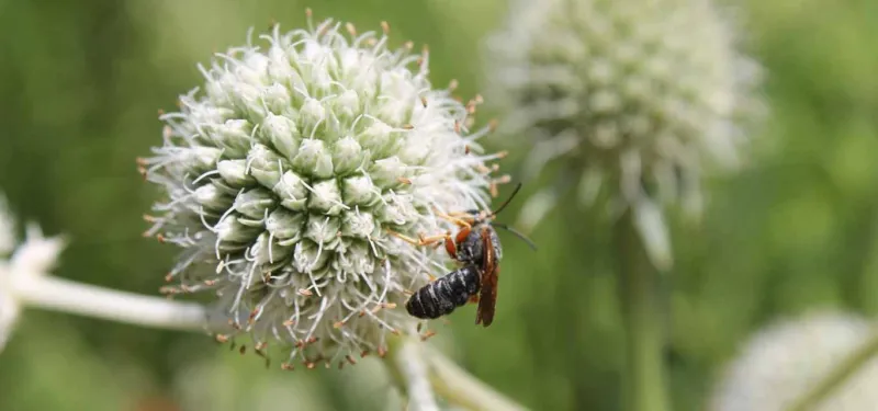 wasp rattlesnake master