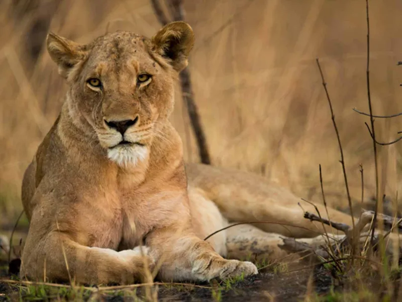 Kafue Lioness