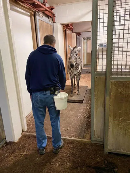 Jason training zebra on the scale
