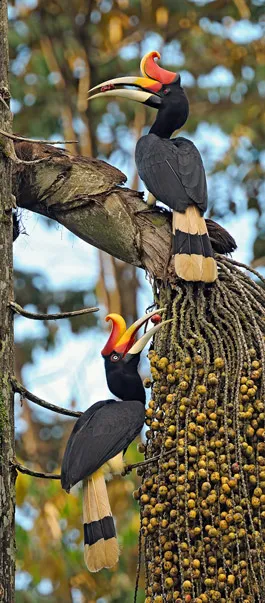 Rhinocerous hornbill pair