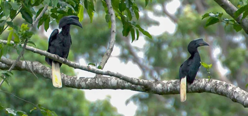 Sulu Hornbills