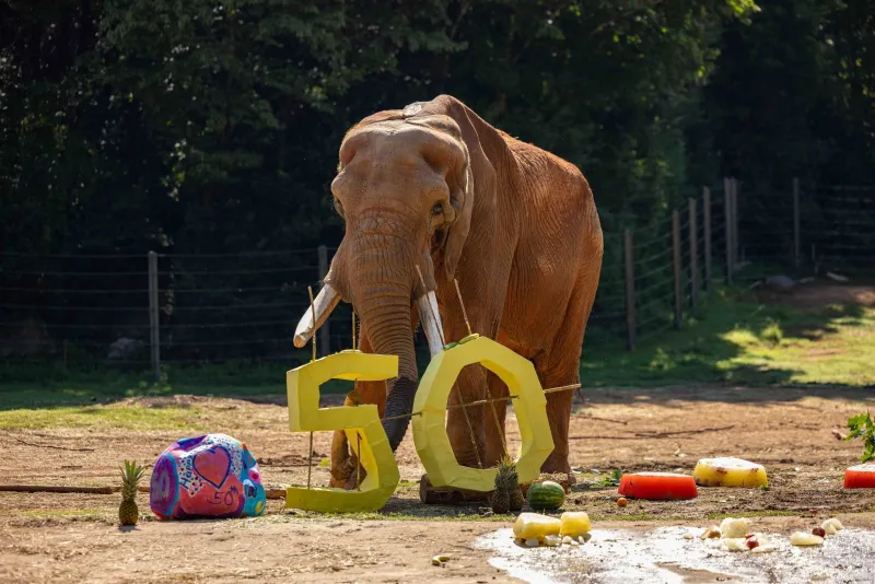 Elephant, C'sar stands in his sprawling habitat among his scattered 50th Birthday party enrichment items, including the numbers 5 and 0, juicy watermelons and pineapples, a "cake" substitute made of a variety of frozen fruits, and a large ball painted festively for the occasion and filled with treats.