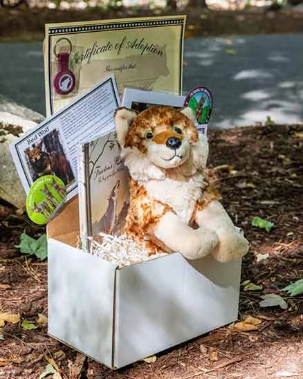 Red Wolf adoption box containing a plush red wolf, a certificate of adoption, a keyring with a red wolf tab, a red wolf fact sheet and a book.