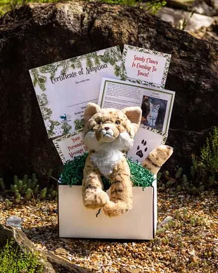 Sand Cat Adoption box containing a plush sand cat, a certificate of adoption, a fact sheet, a paw print and a Sandy Claws is Coming to Town card.
