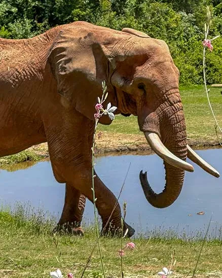 Elephant C'sar walking in a grassy field in front of a pond with pink flowers in the foreground and trees behind the pond.