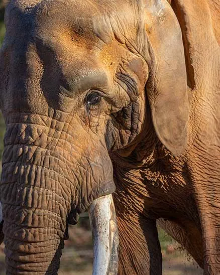 Closeup of the left side of elephant C'sar's face