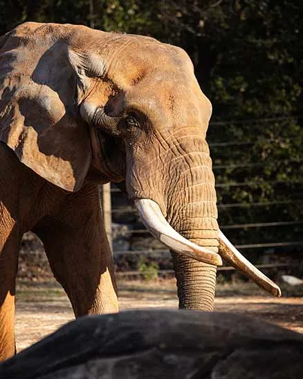Elephant C'sar standing with a rock in the foreground