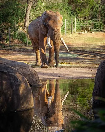 Elephant C'sar standing behind a pond with rocks on each side. His reflection shows in the pool of water.