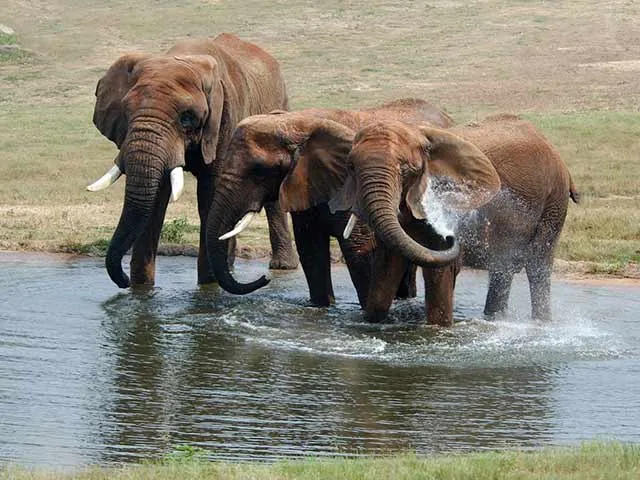 In 2007, C'sar and two additional elephants standing in a pond and splashing water with their trunks