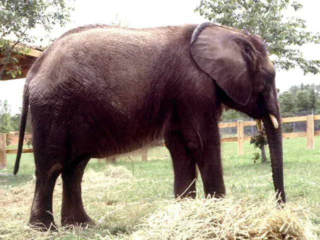 Elephant C'sar standing next to hay in a green field with a short two rail wooden fence behind him.
