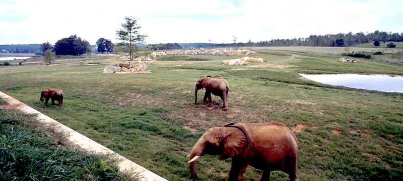 C'sar standing in the front of a very large grassy field with a pond and two elephants walking in the field behind him.