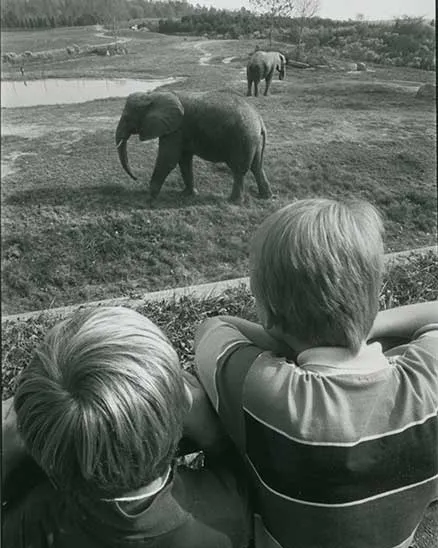 In the 1980s, two children over looking a large field where C'sar and another elephant are near a pond.