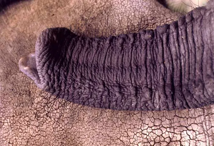 Baby Elephant Csar's trunk in 1978