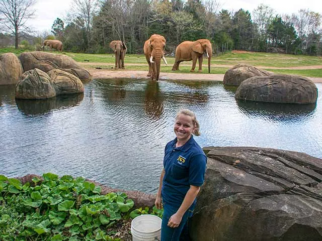 Zookeeper standing in the foreground by a rock with four elephants behind the pool with rocks on each side. Elephant C'sar is in the middle of the elephant group.
