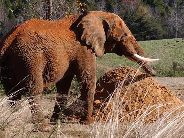 Elephant C'sar in 2005 standing next to a large pile of dirt for the Watani Grasslands groundbreaking ceremony