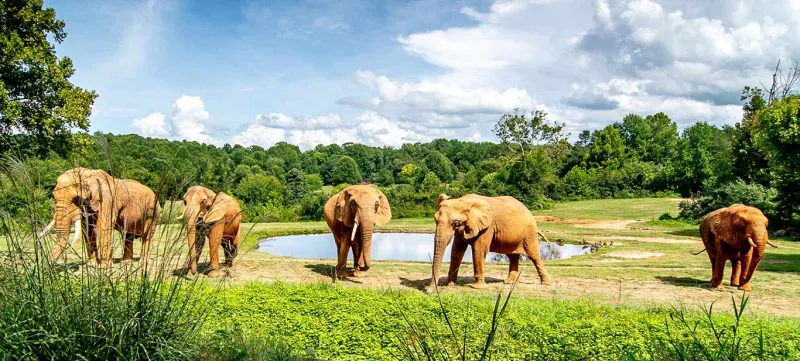 Taken in 2021. Five elephants standing in an expansive green field with trees and a pond in the background. C'sar is on the far left.