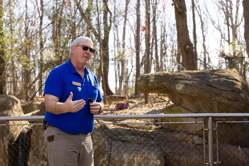 Educator Steve talking on livestream in front of the Red Wolf habitat. An American Red Wolf is in the background feeding on a carcass. 