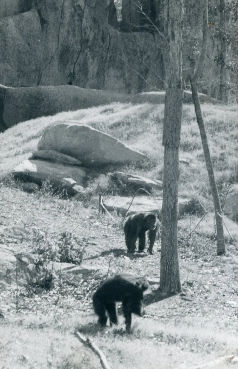 Historical image of Ham the Astrochimp alongside fellow chimp foraging inside a natural habitat with grass, rocks, and trees scattered throughout