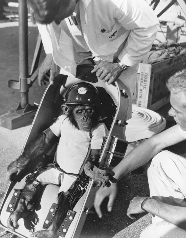 Juvenile Ham the Astrochimp sits strapped into his rocket chair wearing a space suit and protective helmet; he reaches for the hand of another NASA staffer as a second man in a white coat inspects his condition