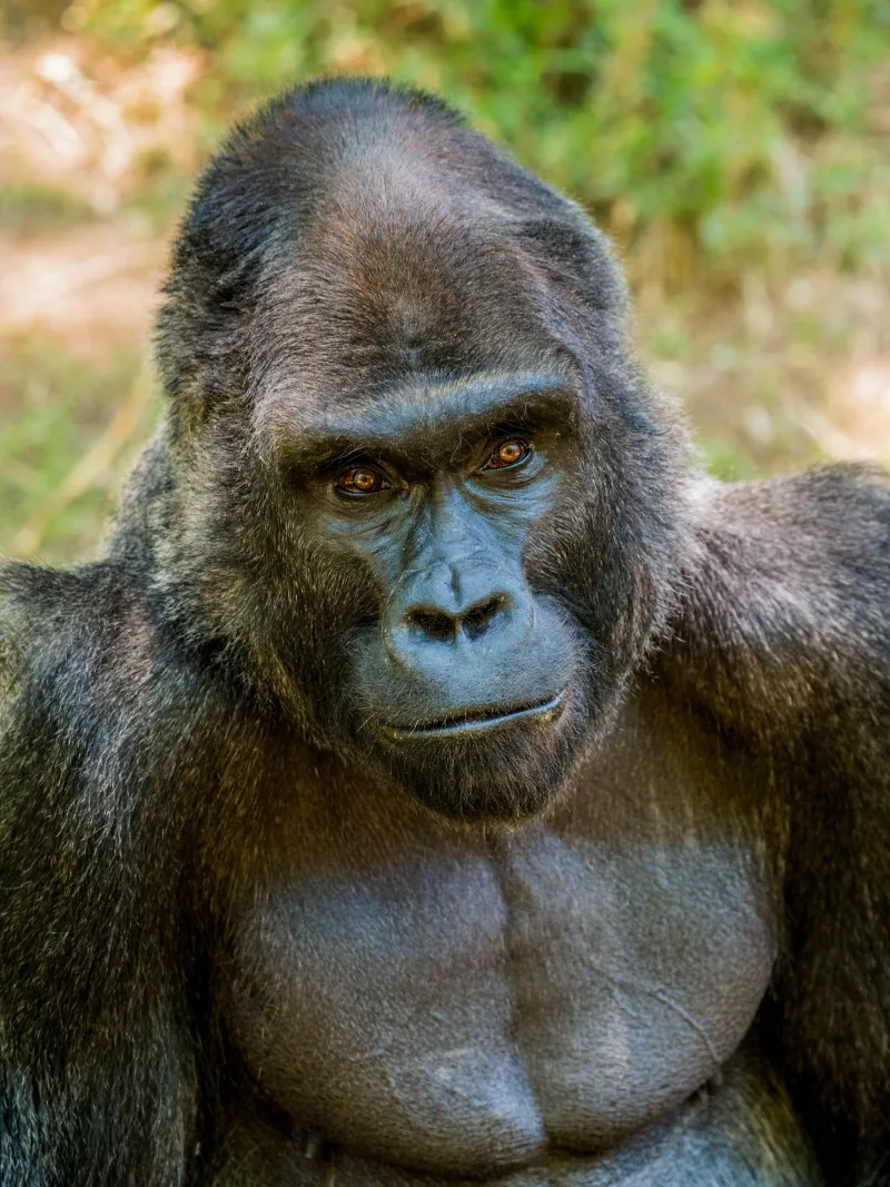Mosuba gorrilla facing camera for close-up portrait highlighting his striking brown eyes and dignified facial features.