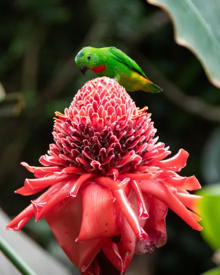 A small green bird perches atop a tropical pink flower.