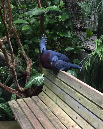 A Victoria crowned pigeon and its check perch atop a wooden bench.
