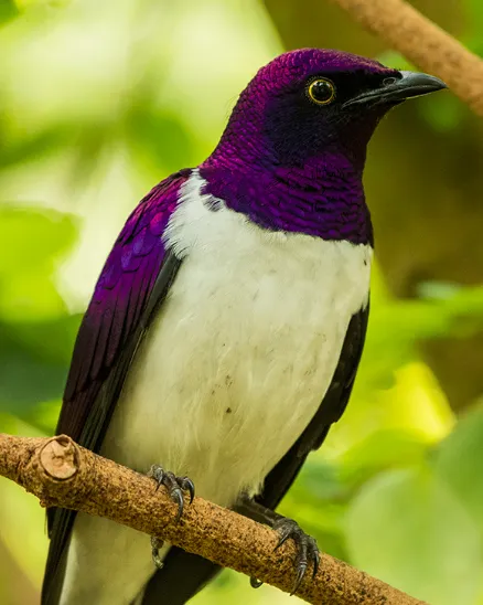A vibrant purple bird perched atop a small branch.