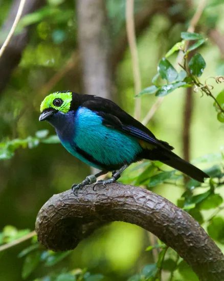 A tiny blue, black, green bird perched on a small branch. 