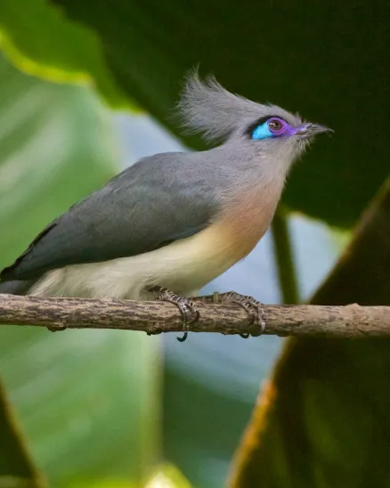 A small grey, white, and brown bird with blue and purple eyed perches atop a slender branch. 