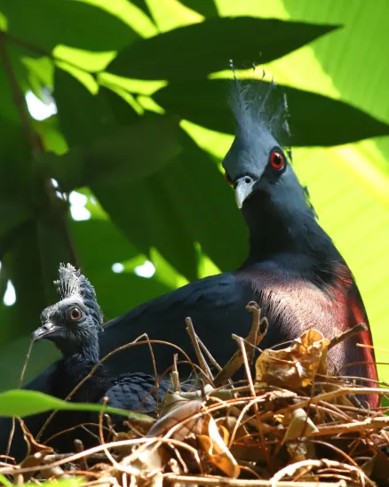 A Victoria Crowned Pigeon and its chick rest in a nest of braches, leaves and twigs. 