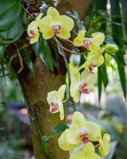 A vibrant yellow and magenta pink orchid in bloom trails up the side of a tropical tree.