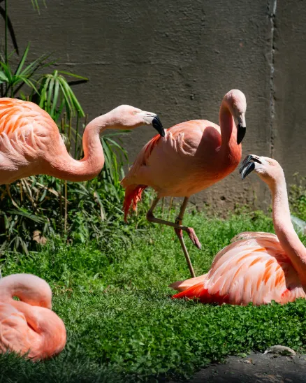 A group of flamingos rest in the sun on a patch of green grass.