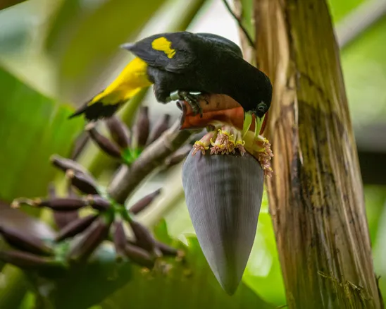 Bird eating fruit in the trees of the Aviary