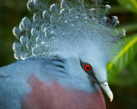 Victoria Crowned Pigeon in Aviary