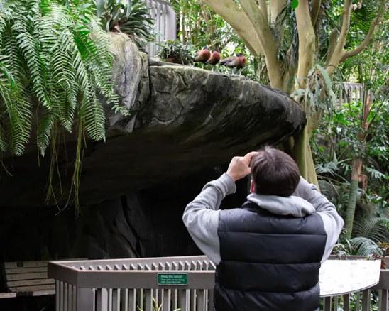 Rock ledge in Aviary