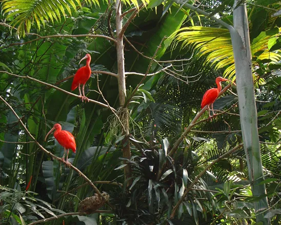 Scarlet Ibis in the trees of the Aviary