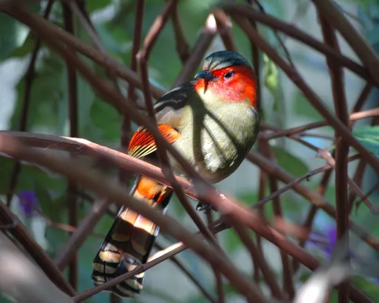 Red faced liochicla in the Aviary