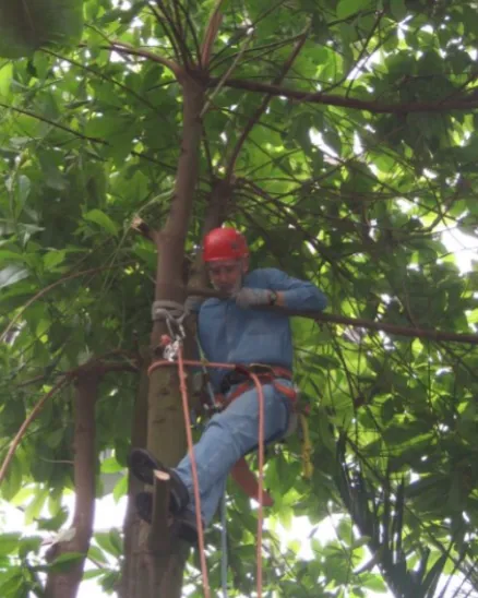 A Zoo employee arborists cilming a large tropical tree in the Zoo's aviary to perform work.