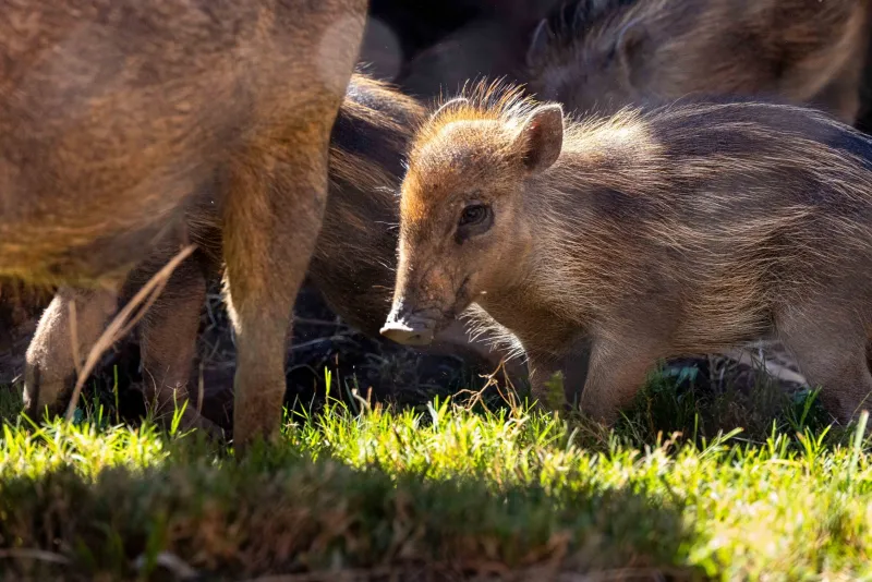 Small brown warty piglet with dark brown stripes down its back follows behind its mother across a grassy meadow inside its garden habitat.