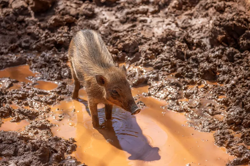 Small brown Visayan warty piglet with dark brown stripes stands in red North Carolina clay mud wallow inside warty pig habitat.