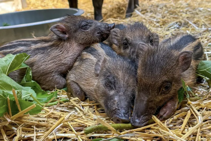 Four small, sleepy warty piglets snuggle in a pile as they rest in a bed of hay near their watchful mother. The babies have a mixture of light brown fur, dark brown stripes along their backs, and deep brown eyes and snouts.