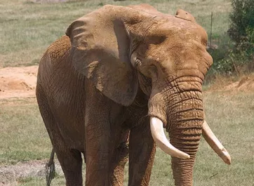 A muddy Elephant, with large ears, two long tusks and a powerful trunk, named Csar walking around in the Watani habitat at the NC Zoo which is a large, grassy area sprinkled with large rocks, trees, and shrubs.