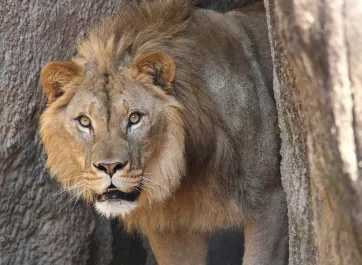 A male Lion with brown fur and a short, scruffy mane looking into the camera from around the edge of a rocky wall with his mouth slightly open.