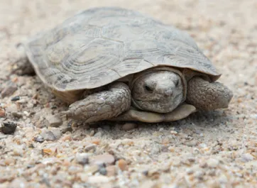 An African Pancake Tortoise resting in its sandy habitat. Its brown, dusty legs and head are tucked into its matching shell which is small and flat.