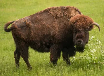 A huge, shaggy brown Bison stands grazing in the middle of an open prairie. It is looking towards the viewer wagging its short tail and displaying its small, curved horns.